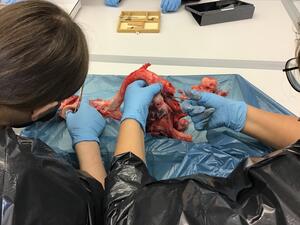 Bild vergr&ouml;&szlig;ern: Anatomie zum Anfassen 1