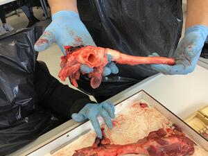 Bild vergr&ouml;&szlig;ern: Anatomie zum Anfassen 2